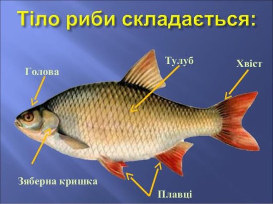 Презентація уроку з природознавства для 3-го класу на тему "Риби"